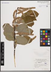 Foto von Salix caprea L.